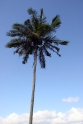 Palm tree, Bali Tirtagangga Indonesia